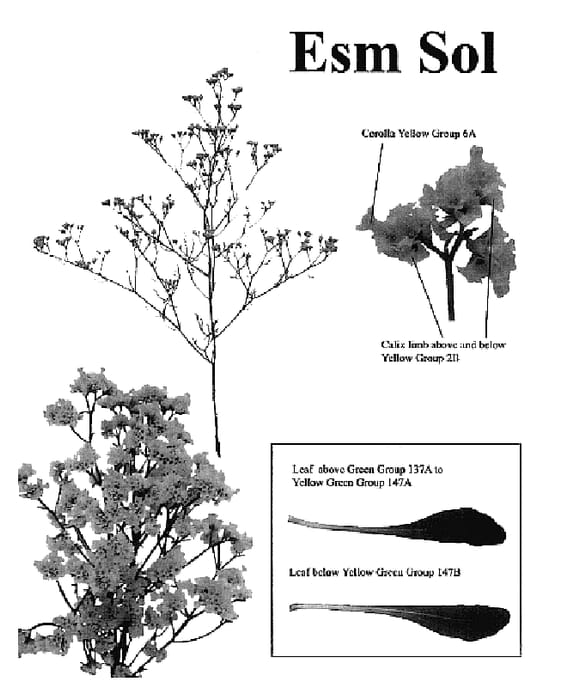 Figure 1 of US plant patent PP18276, the photograph of Esm Sol printed in the patent.