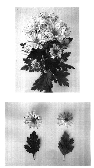 Figure 1 of US plant patent PP18277, the photograph of Deksinclair printed in the patent.
