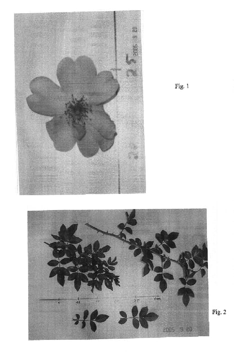 Figure 1 of US plant patent PP18278, the photograph of TAN97274 printed in the patent.