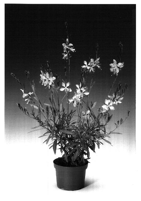 Figure 1 of US plant patent PP18279, the photograph of Gaudros printed in the patent.