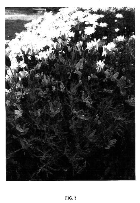 Figure 1 of US plant patent PP18280, the photograph of Winter Lace printed in the patent.