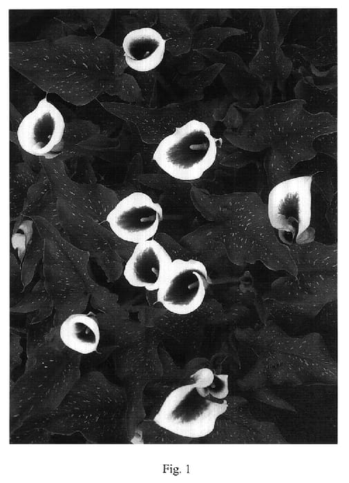 Figure 1 of US plant patent PP18281, the photograph of Vermeer printed in the patent.