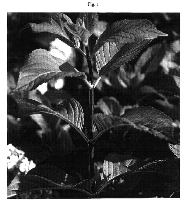 Figure 1 of US plant patent PP18282, the photograph of HYMMAD II printed in the patent.