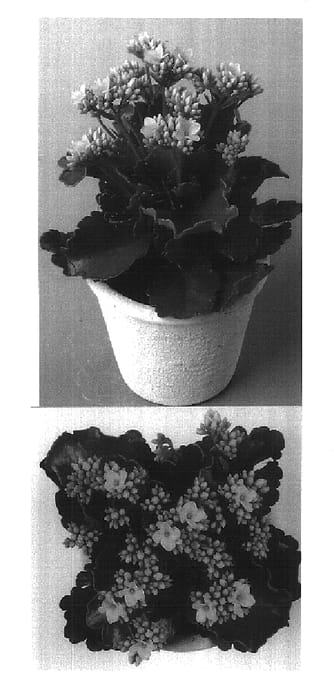 Figure 1 of US plant patent PP18283, the photograph of Ingrid printed in the patent.