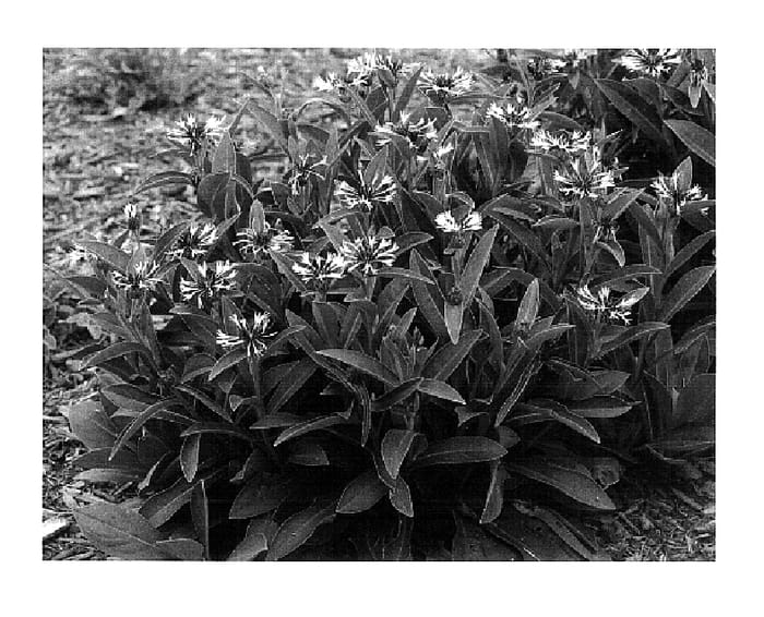 Figure 1 of US plant patent PP18284, the photograph of Amethyst in snow printed in the patent.