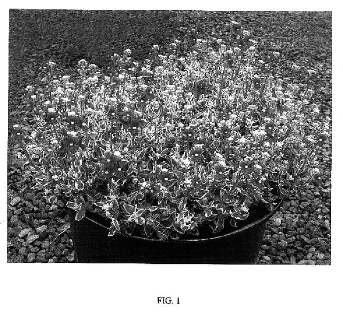 Figure 1 of US plant patent PP18285, the photograph of Confetti Frosted Pink printed in the patent.