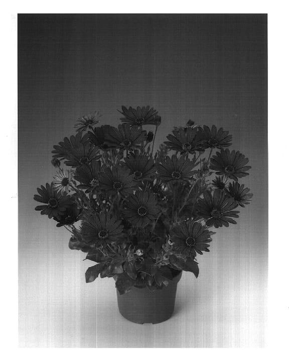 Figure 1 of US plant patent PP18286, the photograph of Osecmapu printed in the patent.