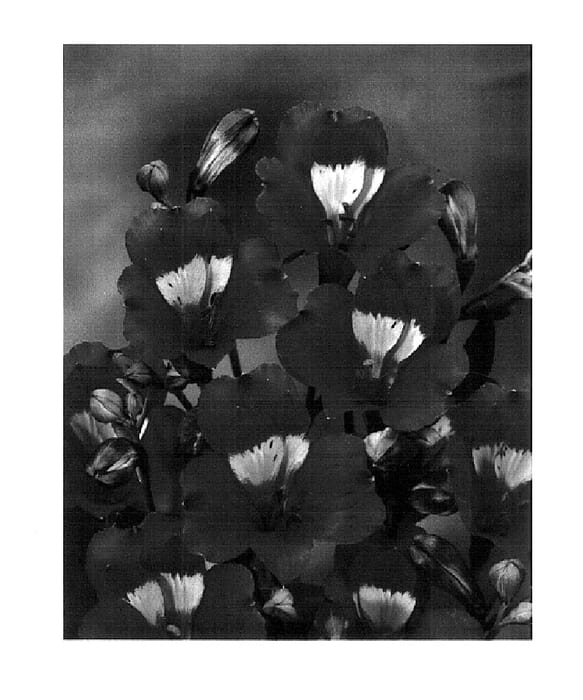 Figure 1 of US plant patent PP18287, the photograph of Zalsabin printed in the patent.