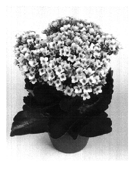 Figure 1 of US plant patent PP18288, the photograph of Meru Improved printed in the patent.