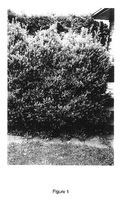 Figure 1 of US plant patent PP18289, the photograph of Arctic Emerald printed in the patent.