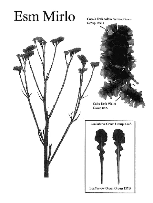 Figure 1 of US plant patent PP18290, the photograph of Esm Mirlo printed in the patent.