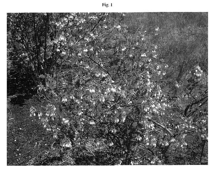 Figure 1 of US plant patent PP18291, the photograph of Vernon printed in the patent.