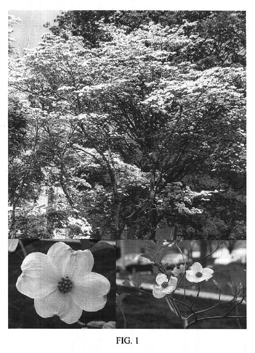 Figure 1 of US plant patent PP18292, the photograph of Missy's Appalachian Morning printed in the patent.