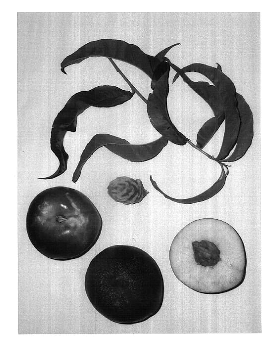 Figure 1 of US plant patent PP18293, the photograph of Burnectwentytwo printed in the patent.