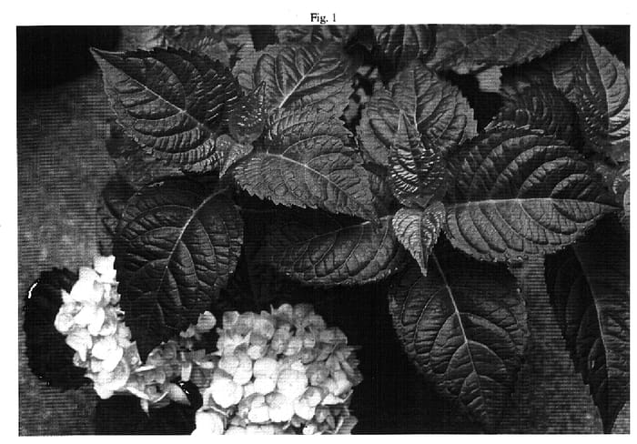 Figure 1 of US plant patent PP18294, the photograph of HYMMAD I printed in the patent.