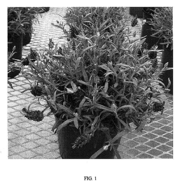Figure 1 of US plant patent PP18295, the photograph of Mulberry Ruffles printed in the patent.
