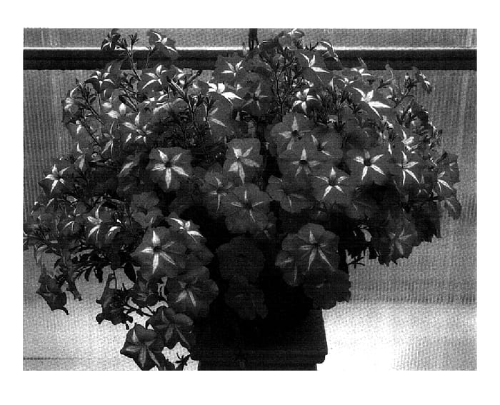 Figure 1 of US plant patent PP18296, the photograph of PET0606 printed in the patent.