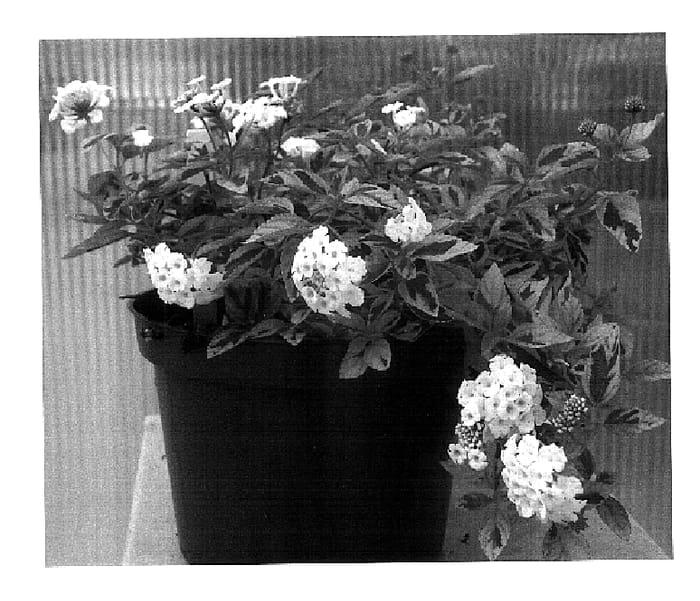 Figure 1 of US plant patent PP18297, the photograph of Liberty Bell printed in the patent.