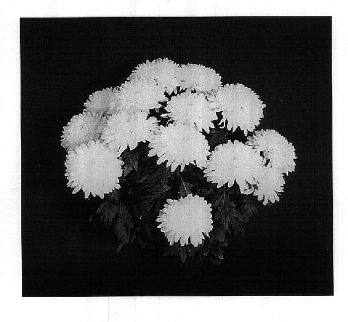 Figure 1 of US plant patent PP18298, the photograph of Yovail printed in the patent.