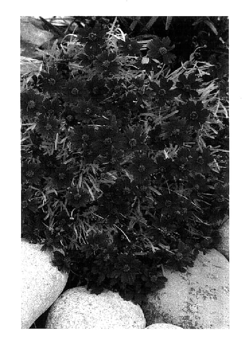 Figure 1 of US plant patent PP18299, the photograph of Strawberry Lemonade printed in the patent.