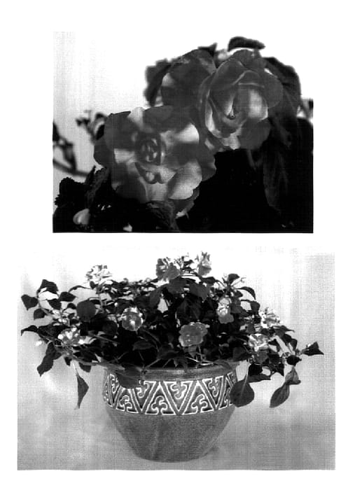 Figure 1 of US plant patent PP18300, the photograph of Boddblorgbi printed in the patent.