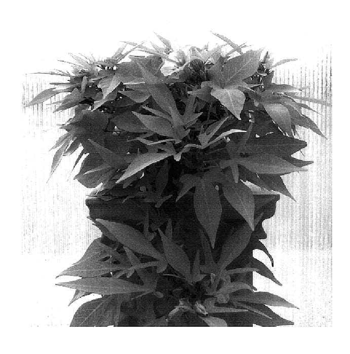 Figure 1 of US plant patent PP18301, the photograph of IP059 printed in the patent.