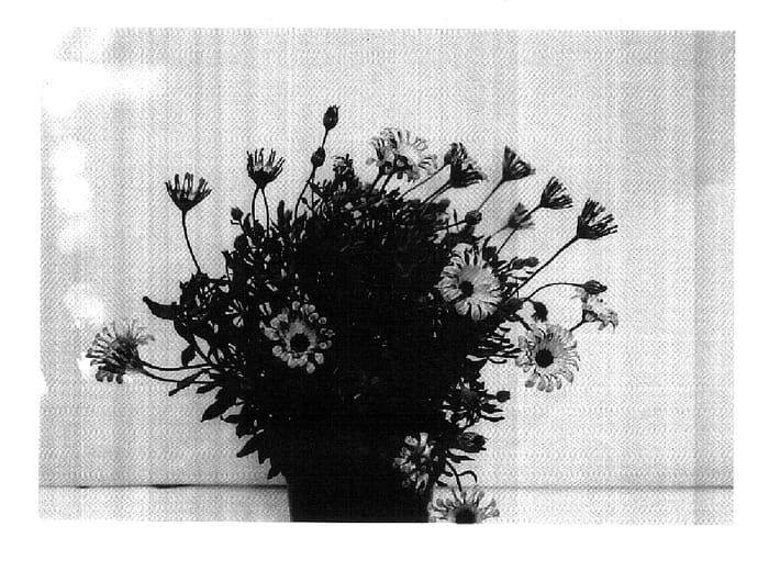 Figure 1 of US plant patent PP18302, the photograph of GG DEL PWN06 printed in the patent.