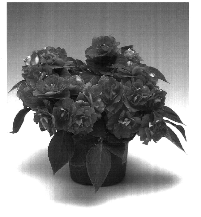 Figure 1 of US plant patent PP18303, the photograph of Imdohopi printed in the patent.