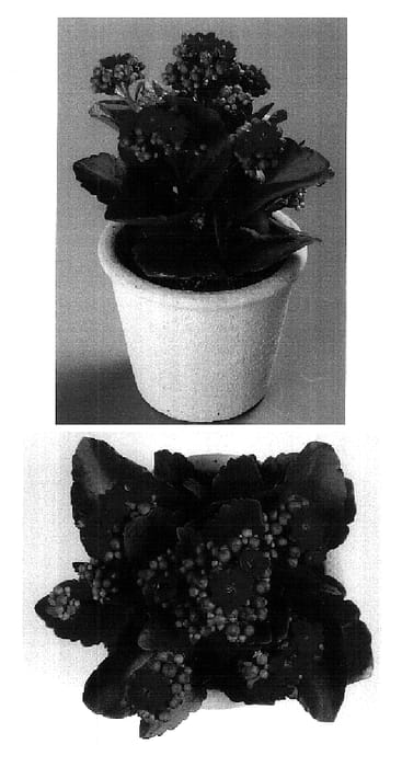 Figure 1 of US plant patent PP18304, the photograph of Mona printed in the patent.