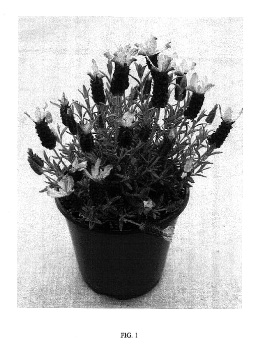 Figure 1 of US plant patent PP18305, the photograph of Blueberry Ruffles printed in the patent.