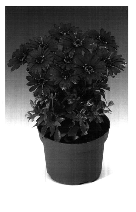 Figure 1 of US plant patent PP18306, the photograph of Oslipu printed in the patent.