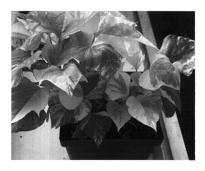 Figure 1 of US plant patent PP18307, the photograph of Emerald Splash printed in the patent.