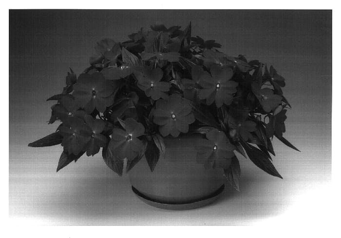 Figure 1 of US plant patent PP18308, the photograph of Ingvine printed in the patent.
