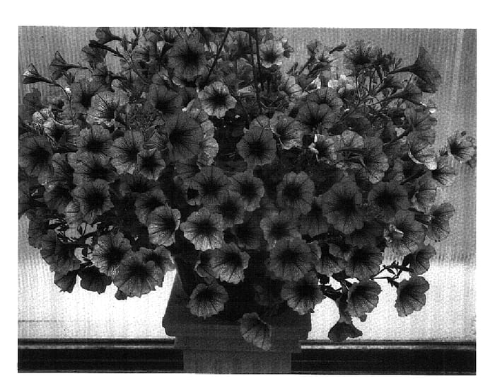 Figure 1 of US plant patent PP18309, the photograph of PET0605 printed in the patent.