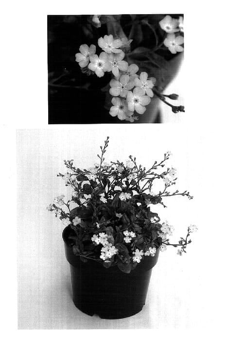 Figure 1 of US plant patent PP18310, the photograph of Baby Blue printed in the patent.