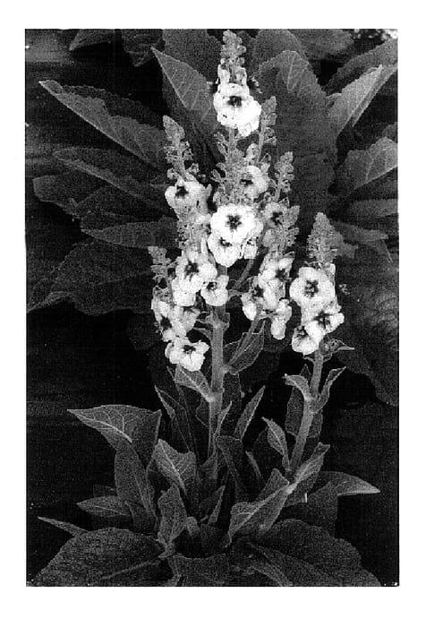 Figure 1 of US plant patent PP18311, the photograph of Gold Nugget printed in the patent.