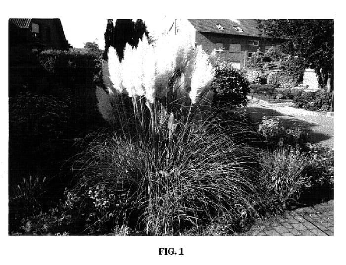 Figure 1 of US plant patent PP18312, the photograph of Evita printed in the patent.