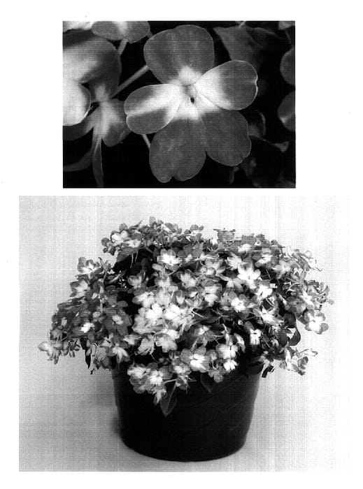 Figure 1 of US plant patent PP18313, the photograph of Bodlizorgnov printed in the patent.