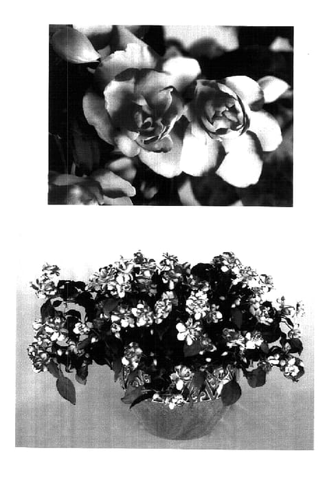 Figure 1 of US plant patent PP18314, the photograph of Boddblviobi printed in the patent.