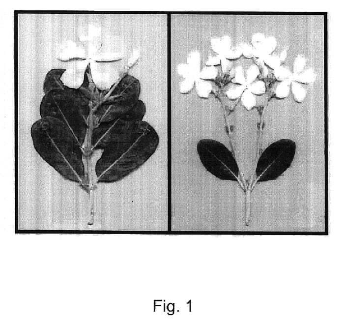 Figure 1 of US plant patent PP18315, the photograph of lli printed in the patent.