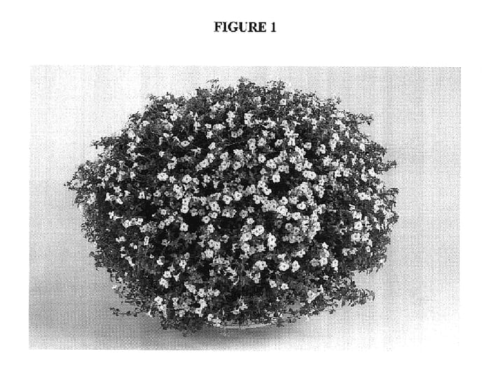Figure 1 of US plant patent PP18316, the photograph of DANCOP18 printed in the patent.