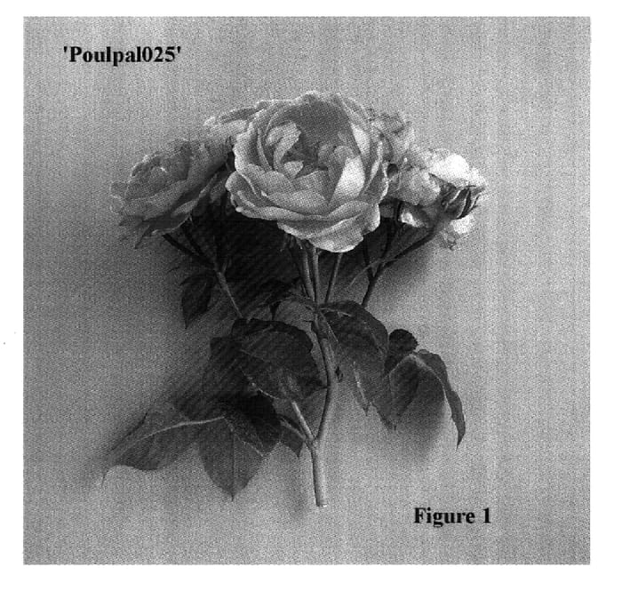 Figure 1 of US plant patent PP18317, the photograph of Poulpal025 printed in the patent.