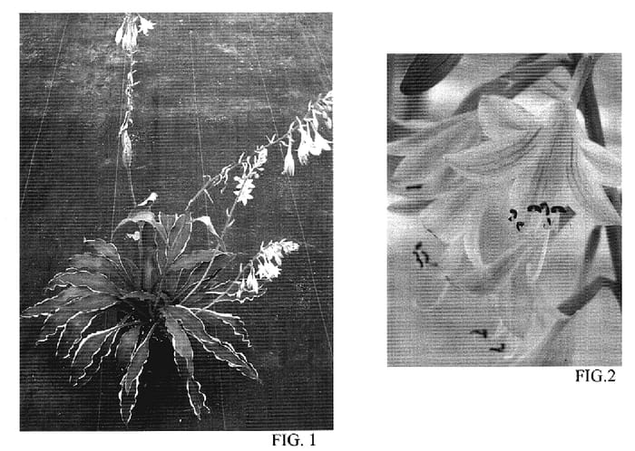 Figure 1 of US plant patent PP18318, the photograph of Pineapple Punch printed in the patent.