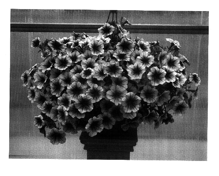Figure 1 of US plant patent PP18319, the photograph of PET0610 printed in the patent.