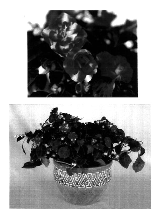 Figure 1 of US plant patent PP18320, the photograph of Boddblredbi printed in the patent.