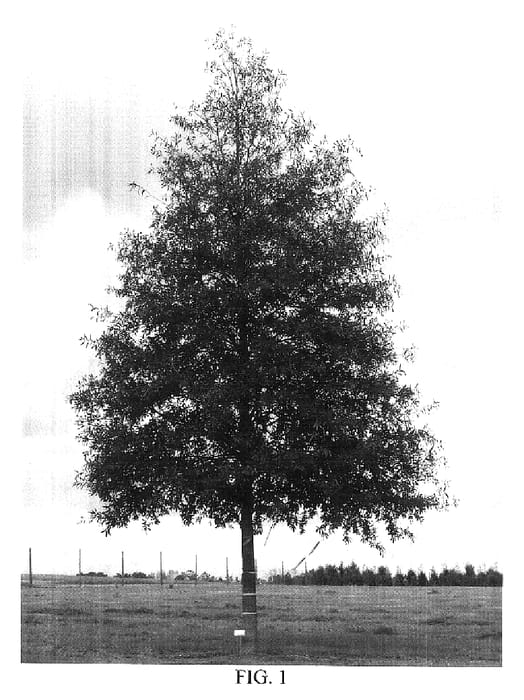 Figure 1 of US plant patent PP18321, the photograph of QPSTB printed in the patent.