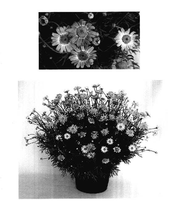 Figure 1 of US plant patent PP18322, the photograph of Stans001 printed in the patent.