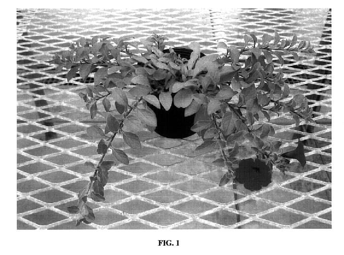 Figure 1 of US plant patent PP18323, the photograph of Keipunes printed in the patent.