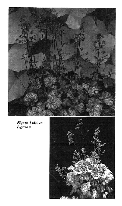 Figure 1 of US plant patent PP18324, the photograph of Cinnabar Silver printed in the patent.