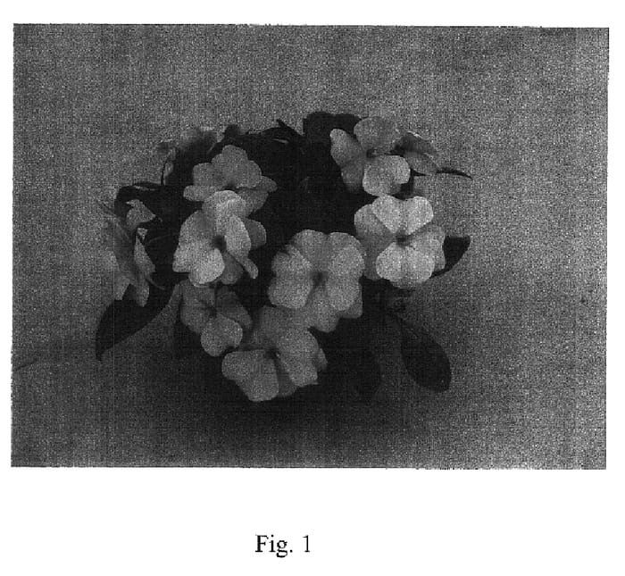 Figure 1 of US plant patent PP18325, the photograph of GrüNeu 23 printed in the patent.